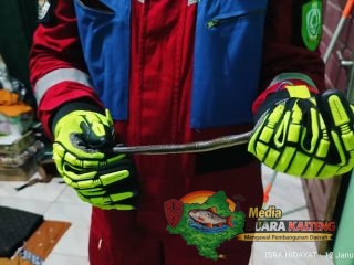 Petugas Damkarmat Kotim Evakuasi Ular Pelangi yang Masuk Rumah Warga