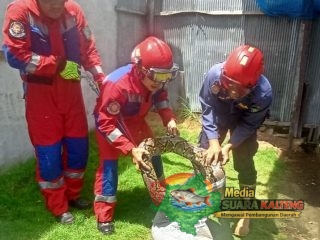 Ular Sanca Batik Memangsa Satu Ekor Ayam, Damkar Kotim Lakukan Evakuasi