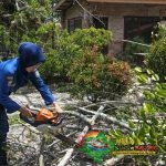 Damkar Kotim Evakuasi Pohon Tumbang di Cafe Brenzeel Sampit