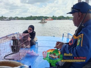 Damkar Kotim Serahkan Lutung Kelabu ke BKSDA untuk Dilepasliarkan di Mentaya Seberang