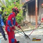 Damkarmat Kotim Berhasil Evakuasi Biawak Air di Teras Rumah Warga