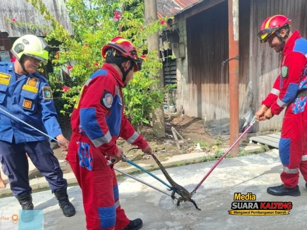 Damkarmat Kotim Berhasil Evakuasi Biawak Air di Teras Rumah Warga